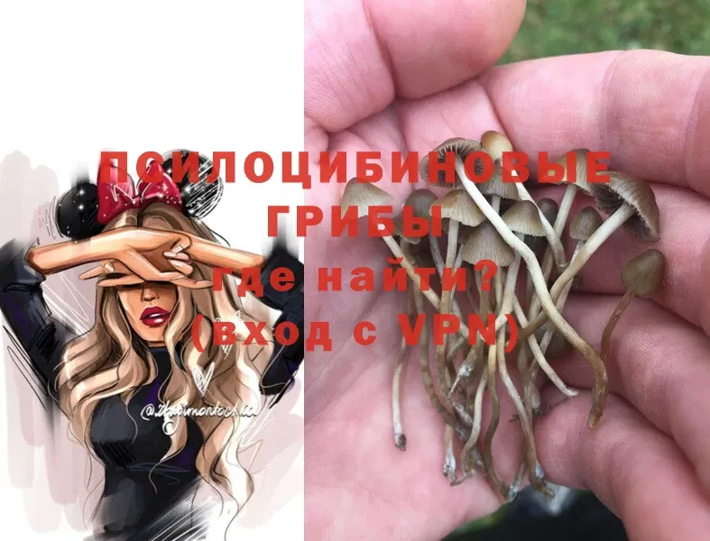 как найти   Андреаполь  Галлюциногенные грибы MAGIC MUSHROOMS 